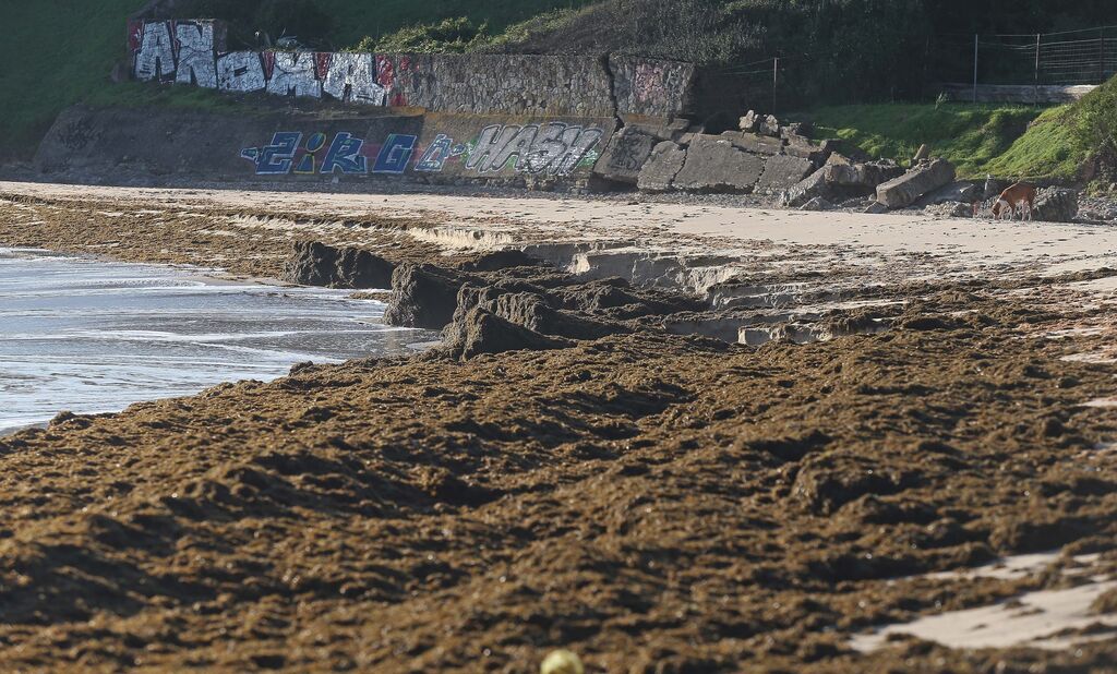 Fotos del alga invasora en la playa de Getares