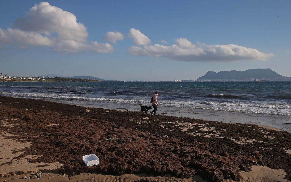 Fotos del alga invasora en la playa de Getares