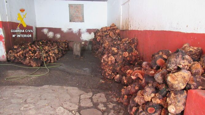 Cepas de brezo intervenidas en dos almacenes en Jimena.