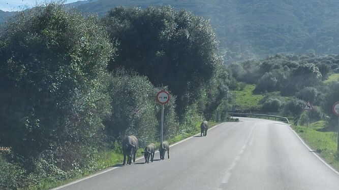 Los cerdos, por la carretera de Botafuegos en Algeciras.