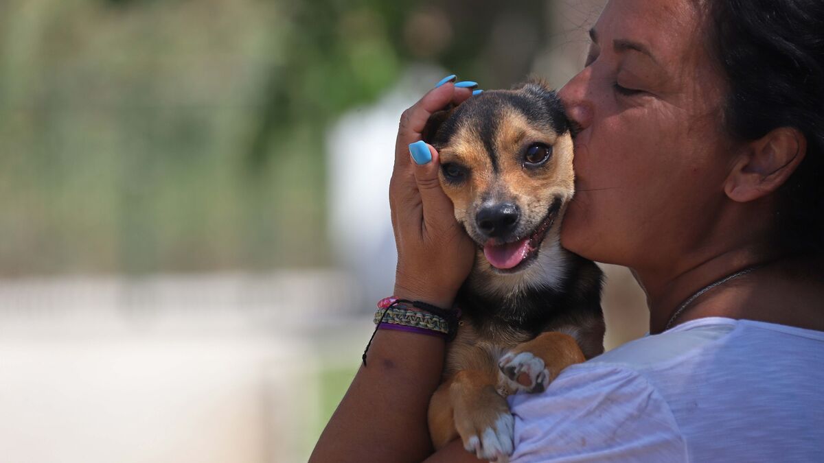 un perro en SOS Perrera Los Barrios: cómo hacerlo y qué ventajas tiene convivir con un animal