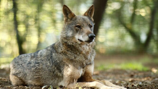 Un lobo  Ibérico  descansa en la reserva Natural de Marcelle (Lugo).