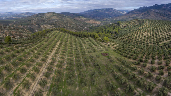 El polen del olivo es el que produce más alergias en Andalucía.