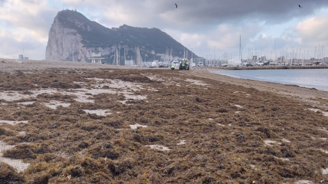 Las algas acumuladas en la playa de poniente.