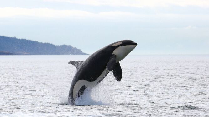 Una orca en el litoral gaditano.