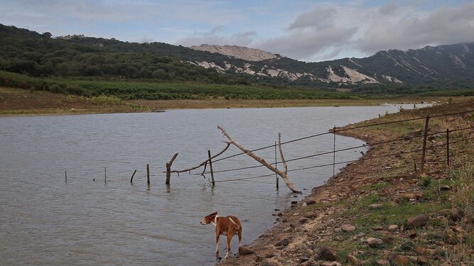 Un perro junto a una de las orillas del pantano de Charco Redondo, este jueves.