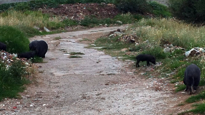 Los cerdos vietnamitas, en la barriada de Los Pastores.