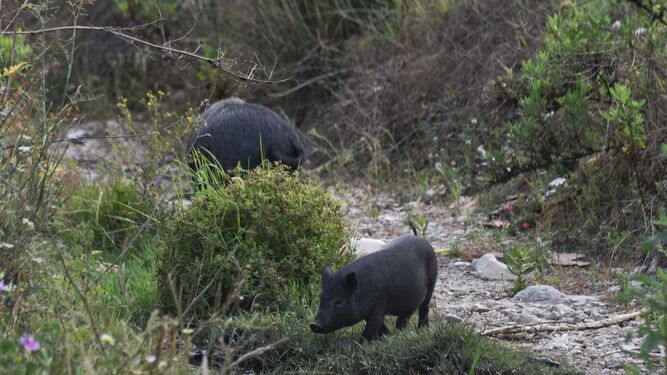 Dos cerdos vietnamitas, en Los Pastores este lunes.