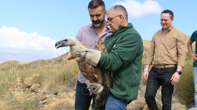 El consejero de Medio Ambiente, Ramón Fernández-Pacheco, junto a un técnico de la consejería, durante la suelta del buitre leonado este lunes en Almería
