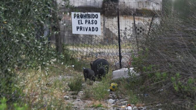 Cerdos vietnamitas en la barriada de los Pastores, Algeciras.