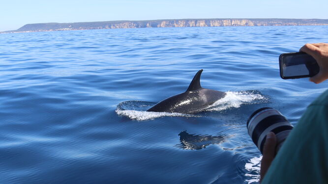 Imagen de orca desde el 'Nashira', embarcación del grupo de investigación CIRCE, frente a la costa del P.N. de la Breña y Marismas de Barbate.
