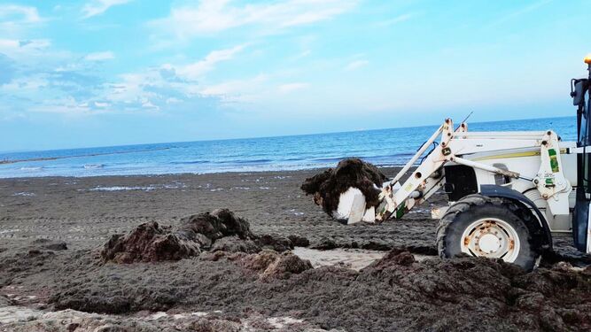 Una máquina recoge algas en el litoral portuense.