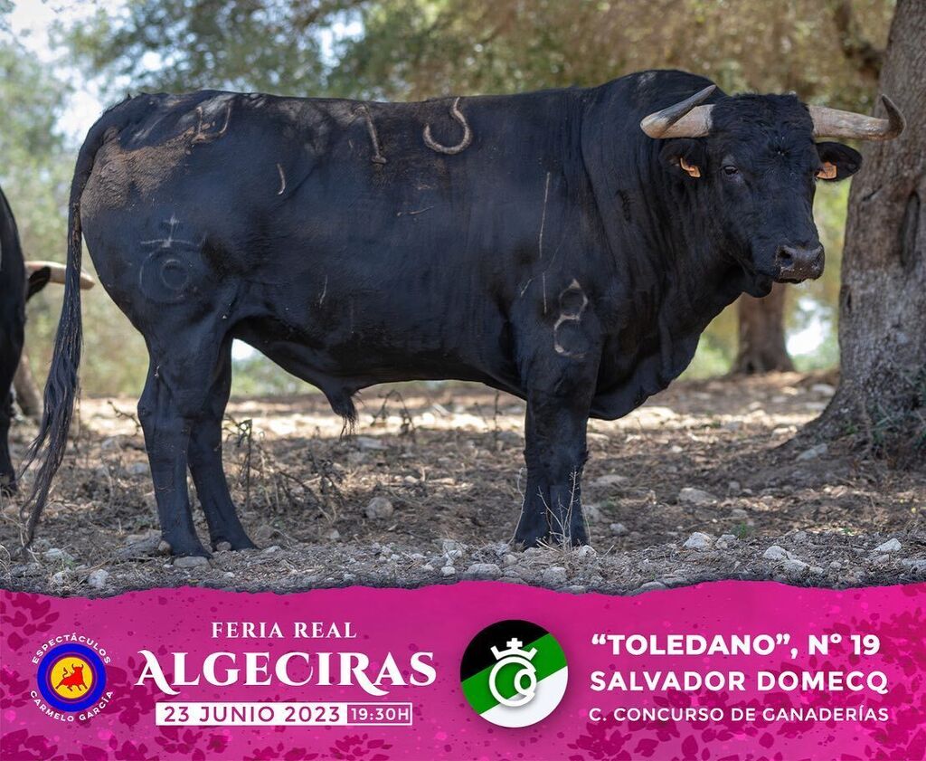 Los toros rese&ntilde;ados para la corrida concurso de la Feria de Algeciras 2023, en im&aacute;genes