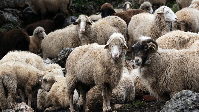 Un rebaño de ovejas autóctonas de la Sierra
