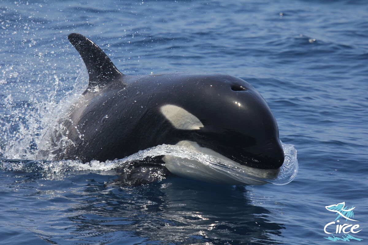 Una orca fotografiada por el equipo de CIRCE.