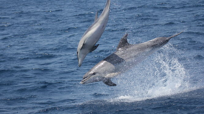 Dos delfines, en el Estrecho de Gibraltar.