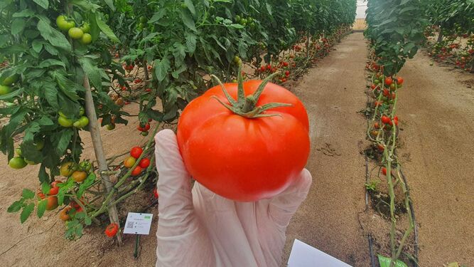 Muestra de un tomate en una jornada de puertas abiertas.