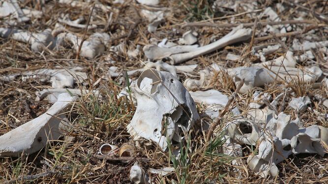 El cráneo de un caballo, entre otros restos óseos, en un muladar incontrolado en Pajarete.