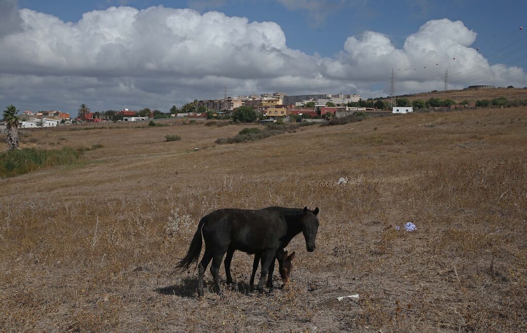 Im&aacute;genes de los nuevos cad&aacute;veres de caballos en el muladar ilegal de Pajarete en Algeciras