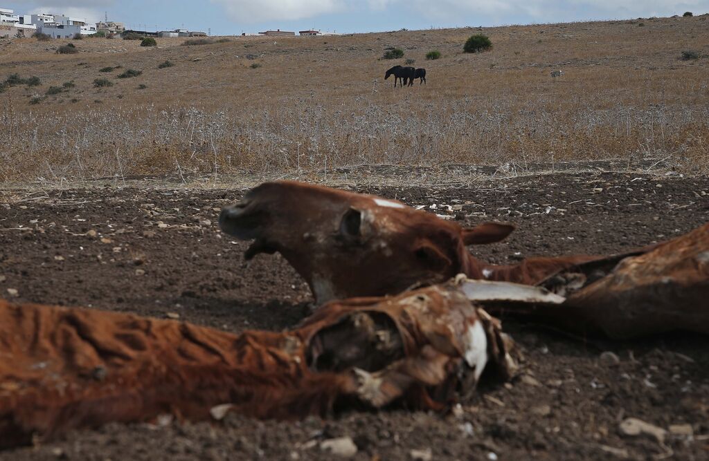 Im&aacute;genes de los nuevos cad&aacute;veres de caballos en el muladar ilegal de Pajarete en Algeciras
