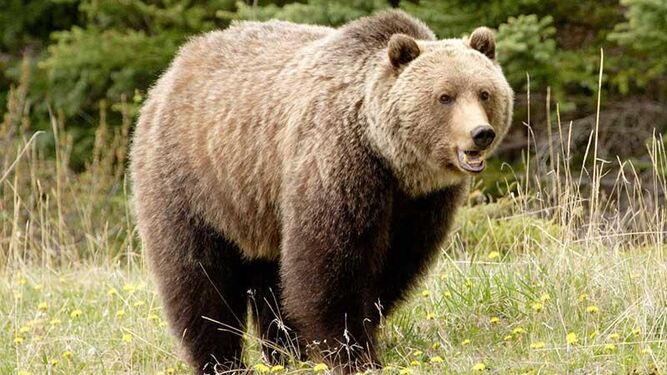 Un oso mata a una pareja y a su perro en un Parque Nacional de Canadá
