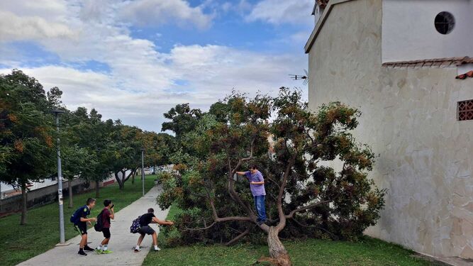 Un árbol caído en la zona de Getares, en Algeciras, este jueves.