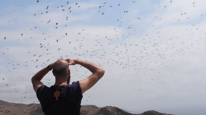 Seguimiento de la migración de aves desde el Observatorio del Estrecho.