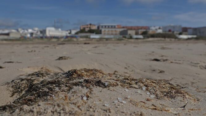 Contaminación por microplásticos de la playa de Los Lances, en Tarifa.