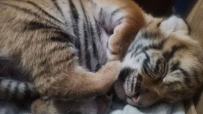 El tigre de Bengala nacido en Jimena de la Frontera.