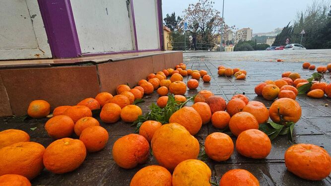 Naranjas caídas por el temporal en Algeciras.