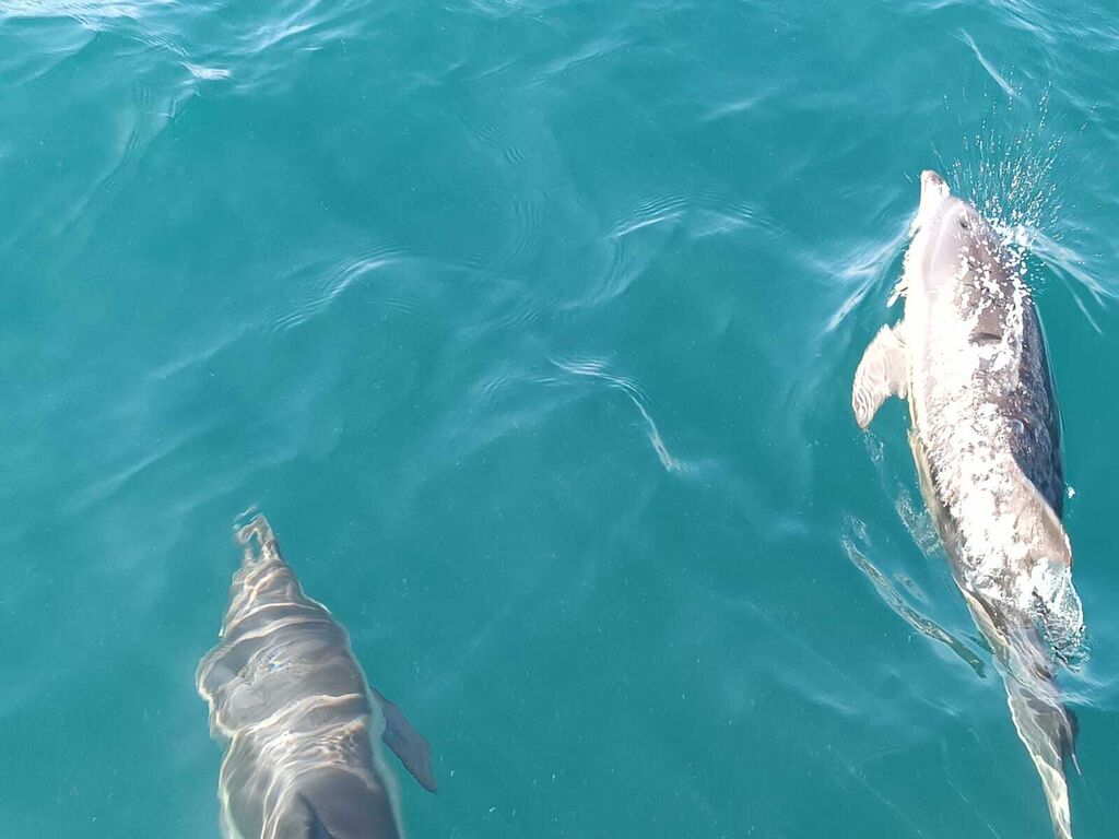 Avsitamiento de delfines en el Campo de Gibraltar