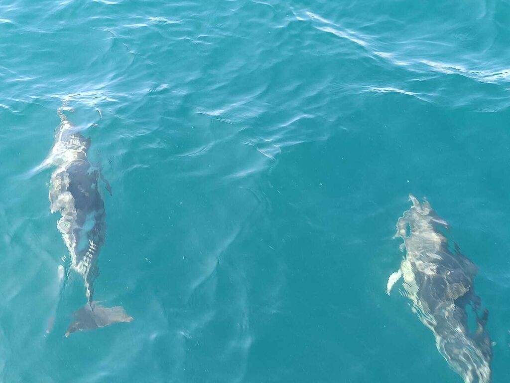 Avsitamiento de delfines en el Campo de Gibraltar