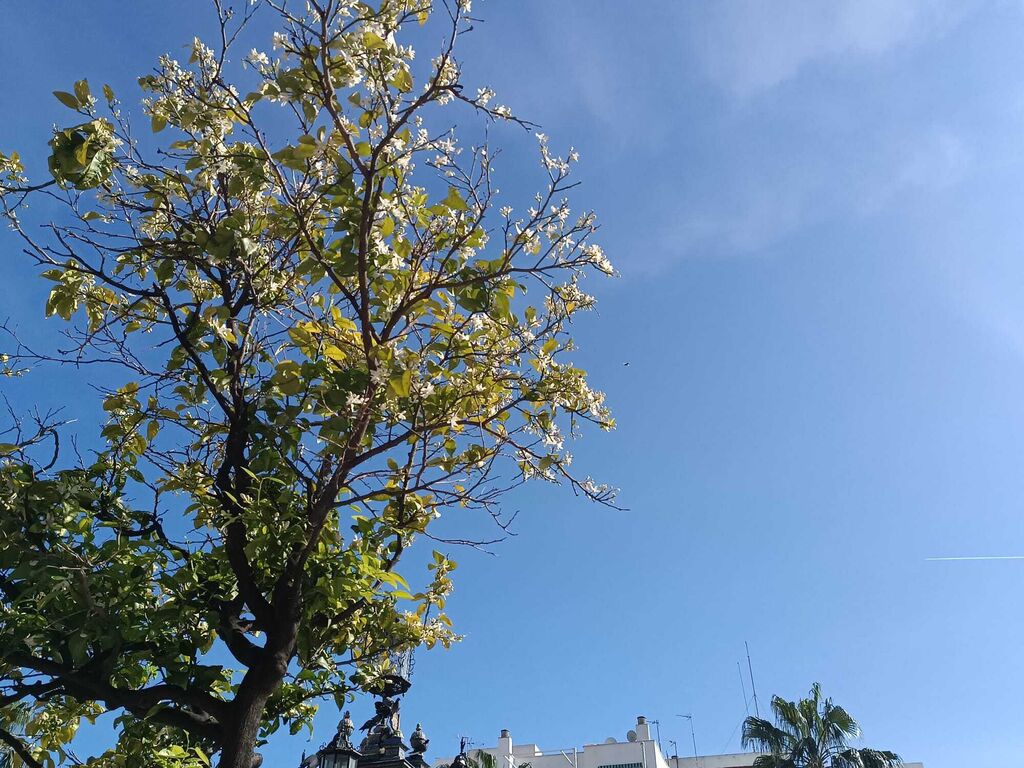 El azahar florece en Algeciras