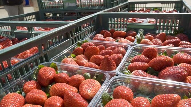 Alerta por Hepatitis A en fresas: Freshuelva aclara que las de Huelva "cumplen con los controles sanitarios"