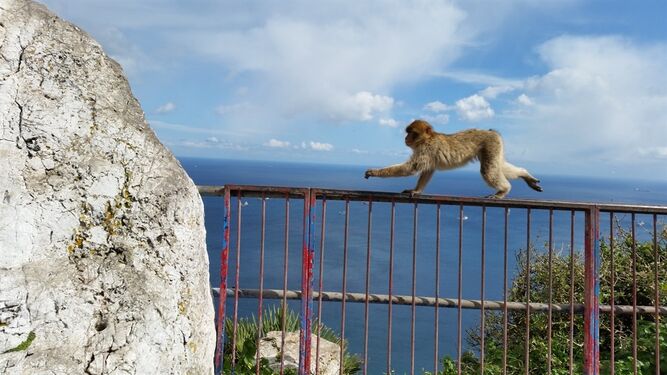 ¿Sabes cuántos monos habitan en Gibraltar?