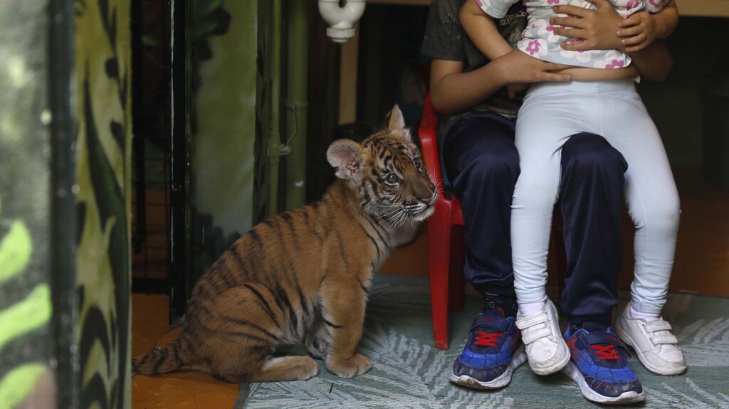 Las fotos del tigre de bengala, en la reserva "La peque&ntilde;a &Aacute;frica"