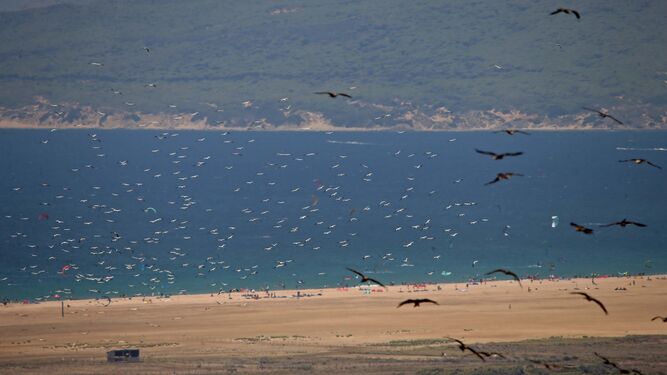 Aves migratorias en Tarifa el año pasado