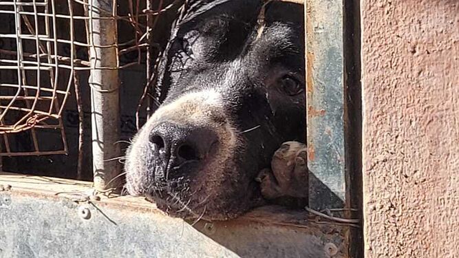 Un perro encerrado en el Centro de Protección Animal Bahía de Cádiz.