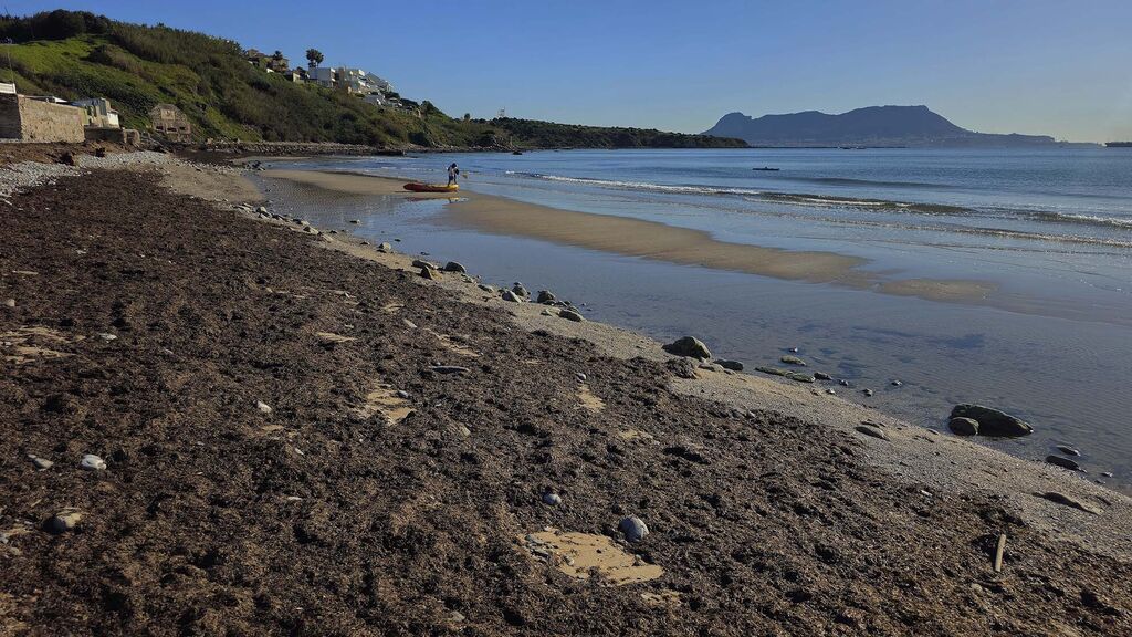 Im&aacute;genes del manto de alga parda en la playa de Getares