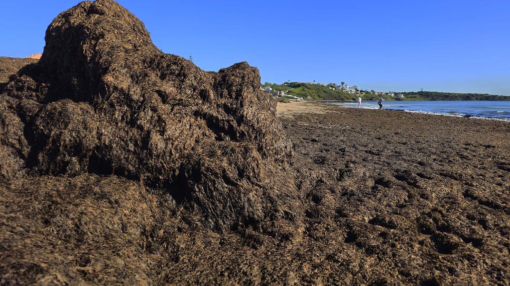 Im&aacute;genes del manto de alga parda en la playa de Getares