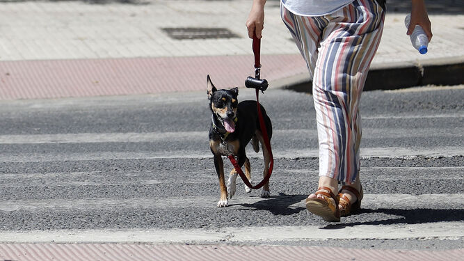 La Policía Local de Algeciras activa una campaña de control sobre las mascotas
