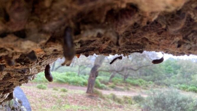 Ejemplares de lagarta peluda en un árbol del parque de Los Alcornocales.