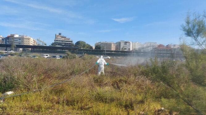 Un operario del Servicio de Control de Plagas realiza tareas de fumigación en Huelva.